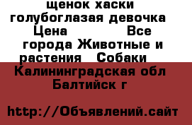 щенок хаски  голубоглазая девочка › Цена ­ 12 000 - Все города Животные и растения » Собаки   . Калининградская обл.,Балтийск г.